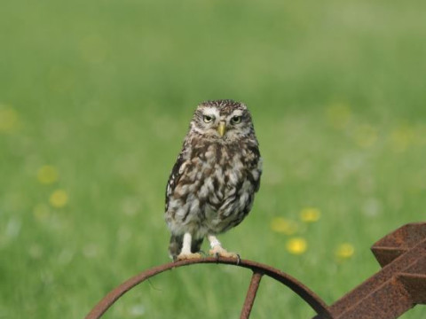 Opening Gooijschepad